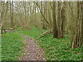 Footpath, Lodge Copse