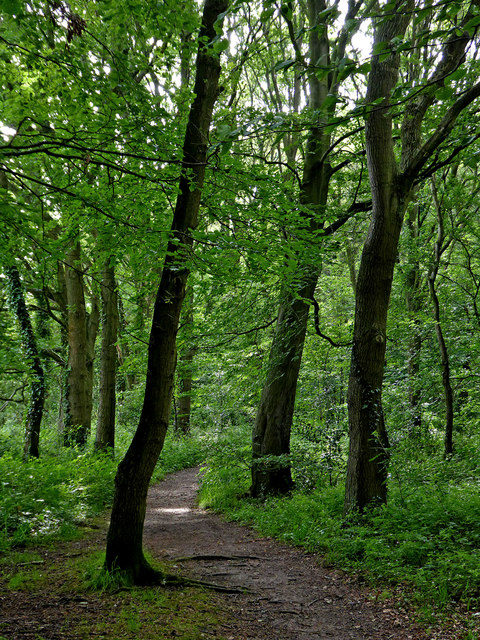 Woodland track near Brewood in... © Roger Kidd :: Geograph Britain and ...