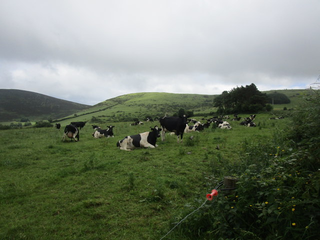 Grazing cattle below Claragh Mountain