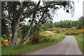 NH5524 : Birches near Croftdhu by Alan Reid