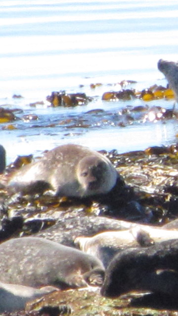 Seals at Mill Bay, Rathlin Island, Northern Ireland