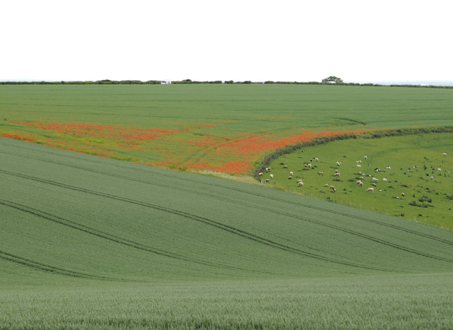 Wheat, Poppies and Sheep