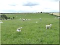 NZ9308 : Field full of sheep by Oliver Dixon