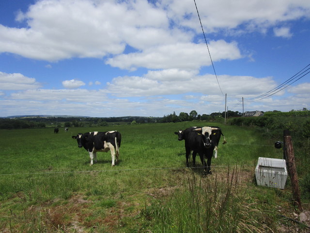 Cattle near Coachford