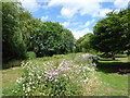 Wild flowers at Albany Park