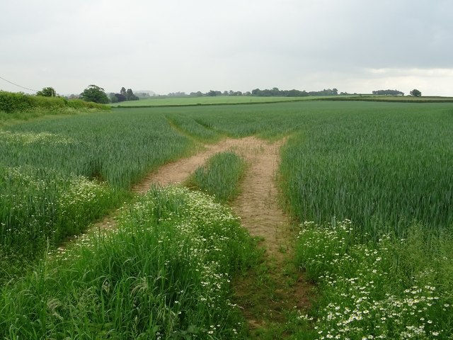 A wheat field at Myddle