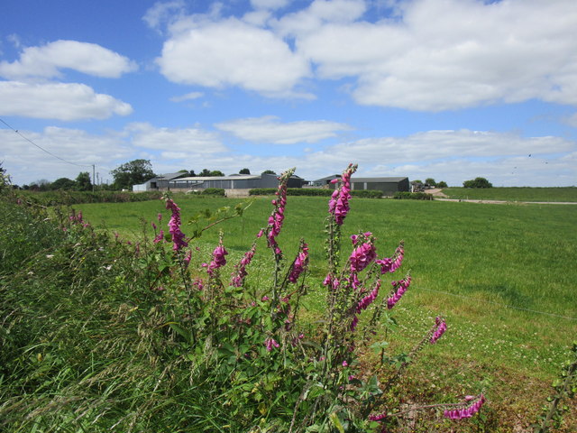 Foxgloves and farm at Fergus