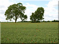 Moorland Trees