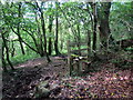 Tuag at Afon Gwili / Towards the Gwili River