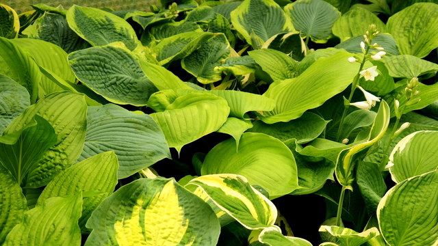 Collection of Hostas