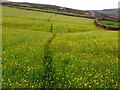 Footpath near Turnip House