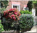 Blue and red flowering plants in Jubilee Terrace