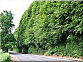 Meikleour Beech Hedge