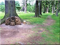 NO3848 : MacBeth Trail, the Pinetum, Glamis Castle Estate by G Laird