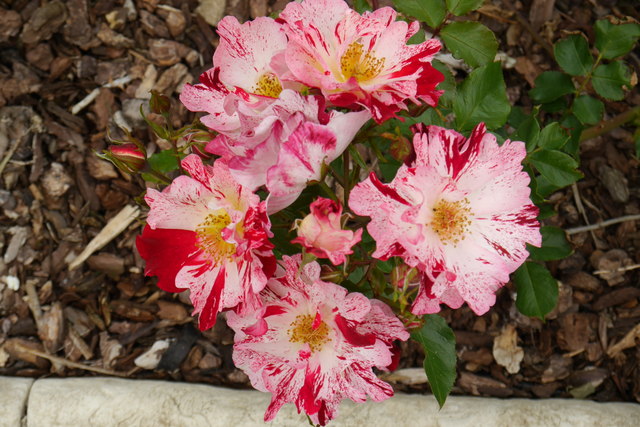 Rose "Crazy For You", Rose Garden, Breezy Knees Gardens