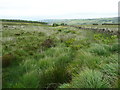 Difficult terrain on the edge of Netherwood Heys, Marsden