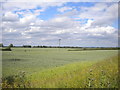 Field north of Hawthorn Road, Cherry Willingham