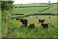 Brown cows near Barton Gate