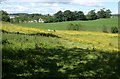 Field with buttercups