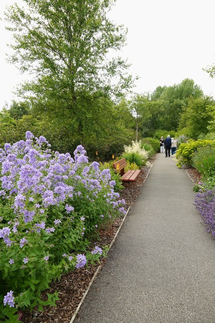 Path to Breezy Knees Gardens, with Campanula Lactifolia "Loddon Anna"