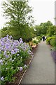 SE6756 : Path to Breezy Knees Gardens, with Campanula Lactifolia "Loddon Anna" by Rich Tea