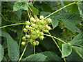 Young horse chestnut fruit, Kirkby Malham