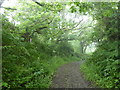 Track between Westcott Farm and Gooseham