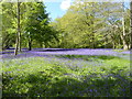 A carpet of bluebell - Enys Gardens