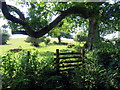 Llwybr ger Byeastwood / Path near Byeastwood