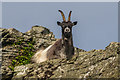 SS7049 : Feral goat by Ian Capper