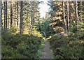 NH6838 : Path in Inverernie Forest by valenta