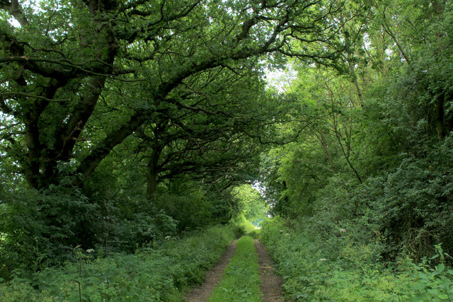 Long Plantation on Gallows Hill © Chris Heaton :: Geograph Britain and ...