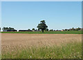 TL5175 : Lone tree on outskirts of Stretham by Keith Edkins