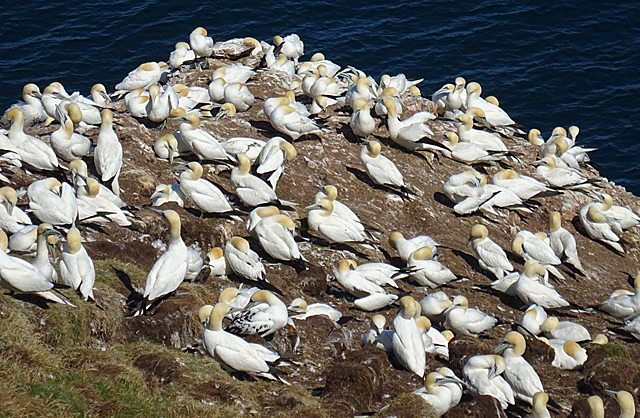 Gannetry at Troup Head © Anne Burgess cc-by-sa/2.0 :: Geograph Britain and Ireland