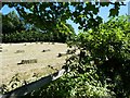 Haymaking in Harwood