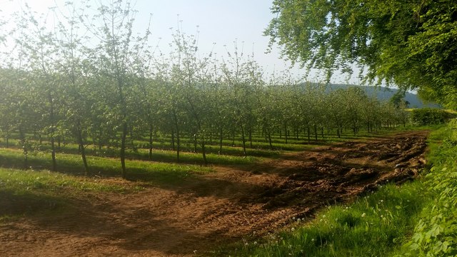 Orchard in spring