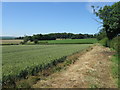 Wheat field