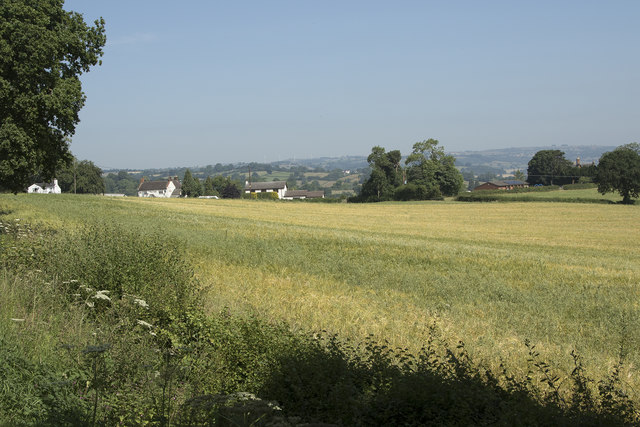 A field of ripening wheat
