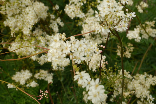 Flowers of Filipendula vulgaris, Breezy Knees Gardens