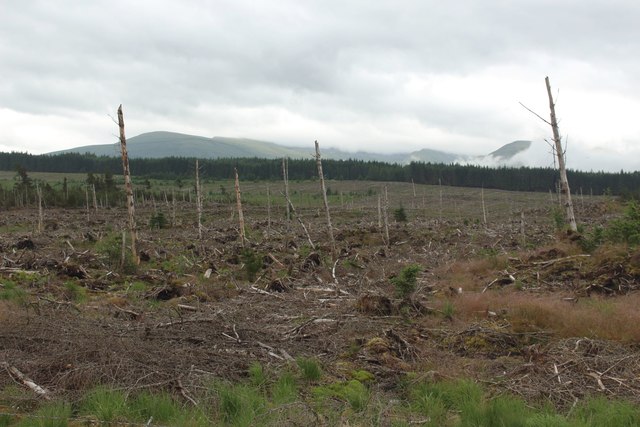 Felled area of trees, Leanachan Forest
