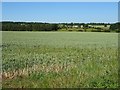 Farmland near Condicote