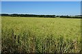 Oilseed rape field