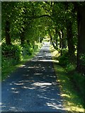NS3356 : Tree-lined farm road by Richard Sutcliffe