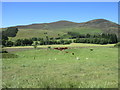 Cattle feeding