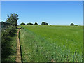 Swingate: footpath and barley field