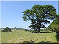 NZ1330 : Oak tree and pasture by Oliver Dixon