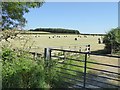 Field with hay bales off Esperley Lane