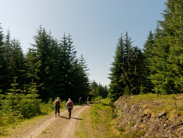 Walking on a Forest Road in the Morangie Forest