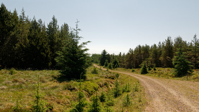 Forestry Road in Morangie Forest