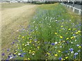 Wild flowers on Ham Village Green